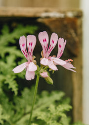 Fibrex Pelargonium quercifolium in Terracotta Pot