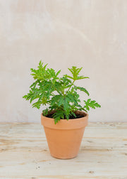 Pelargonium quercifolium in Terracotta Pot