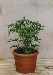 Pelargonium Radula in Terracotta Pot
