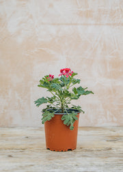 Fibrex Pelargonium Radula Rosea