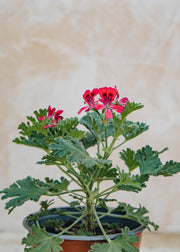Fibrex Pelargonium Radula Rosea
