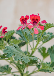 Pelargonium Radula Rosea