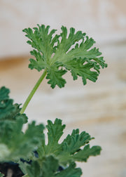 Fibrex Pelargonium Radula Rosea