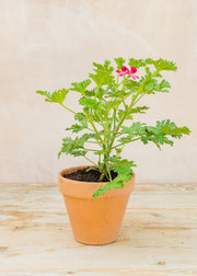 Pelargonium 'Radula Rosea' in Terracotta Pot