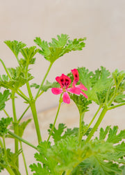 Fibrex Pelargonium 'Radula Rosea' in Terracotta Pot