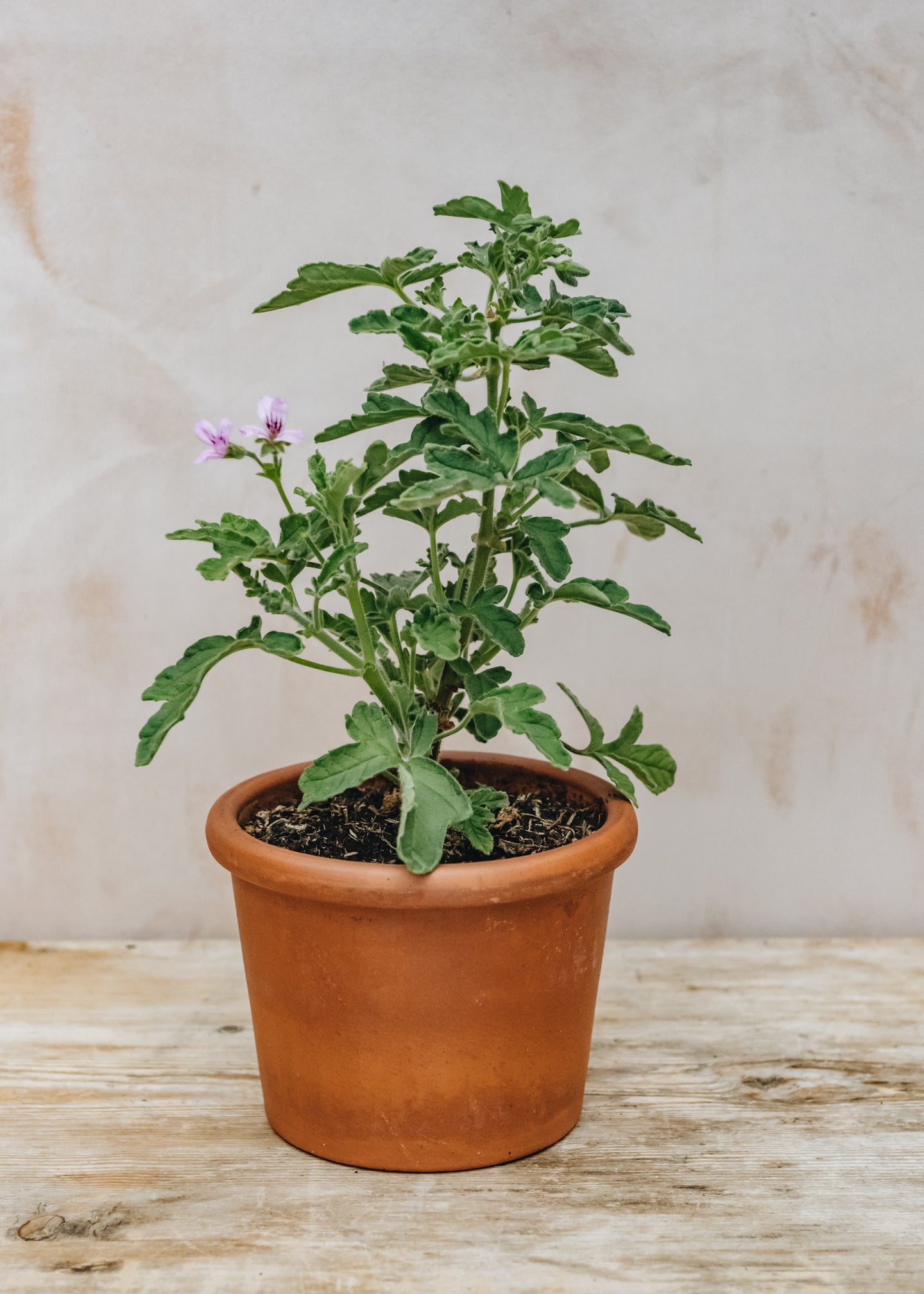Pelargonium Robers Lemon Rose in Terracotta Pot