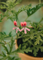 Fibrex Pelargonium ‘Blandfordianum Roseum’ in Terracotta Pot