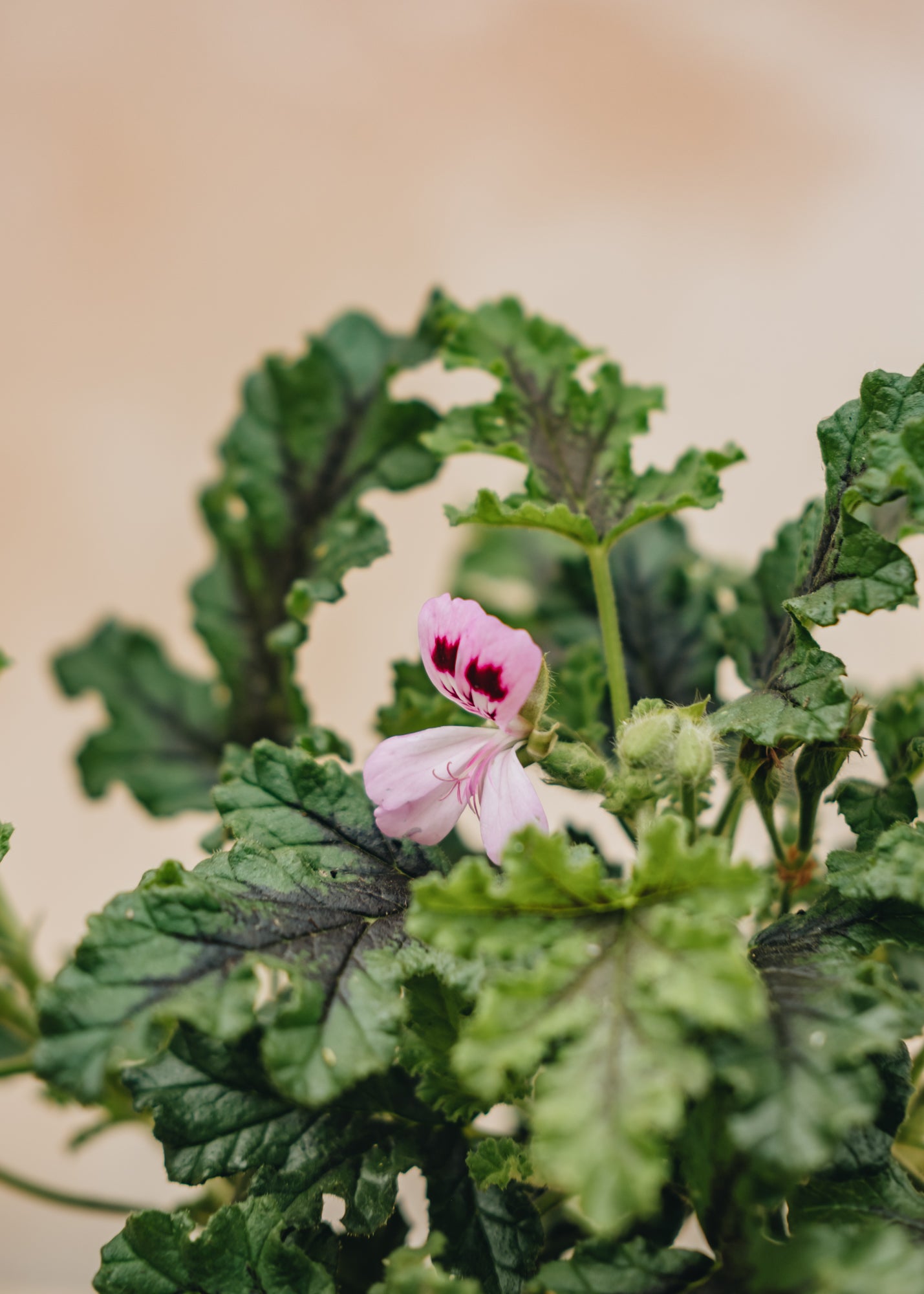 Fibrex Pelargonium Royal Oak