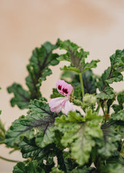 Fibrex Pelargonium Royal Oak