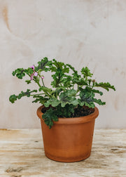 Pelargonium Royal Oak in Terracotta Pot