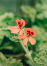 Fibrex Pelargonium 'Shrubland Rose' in Terracotta Pot