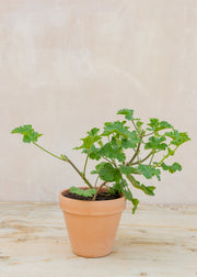 Hairy Pot Pelargonium 'Shrubland Rose' in Terracotta Pot