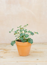 Pelargonium sidoides 'Magenta Form' in Terracotta Pot