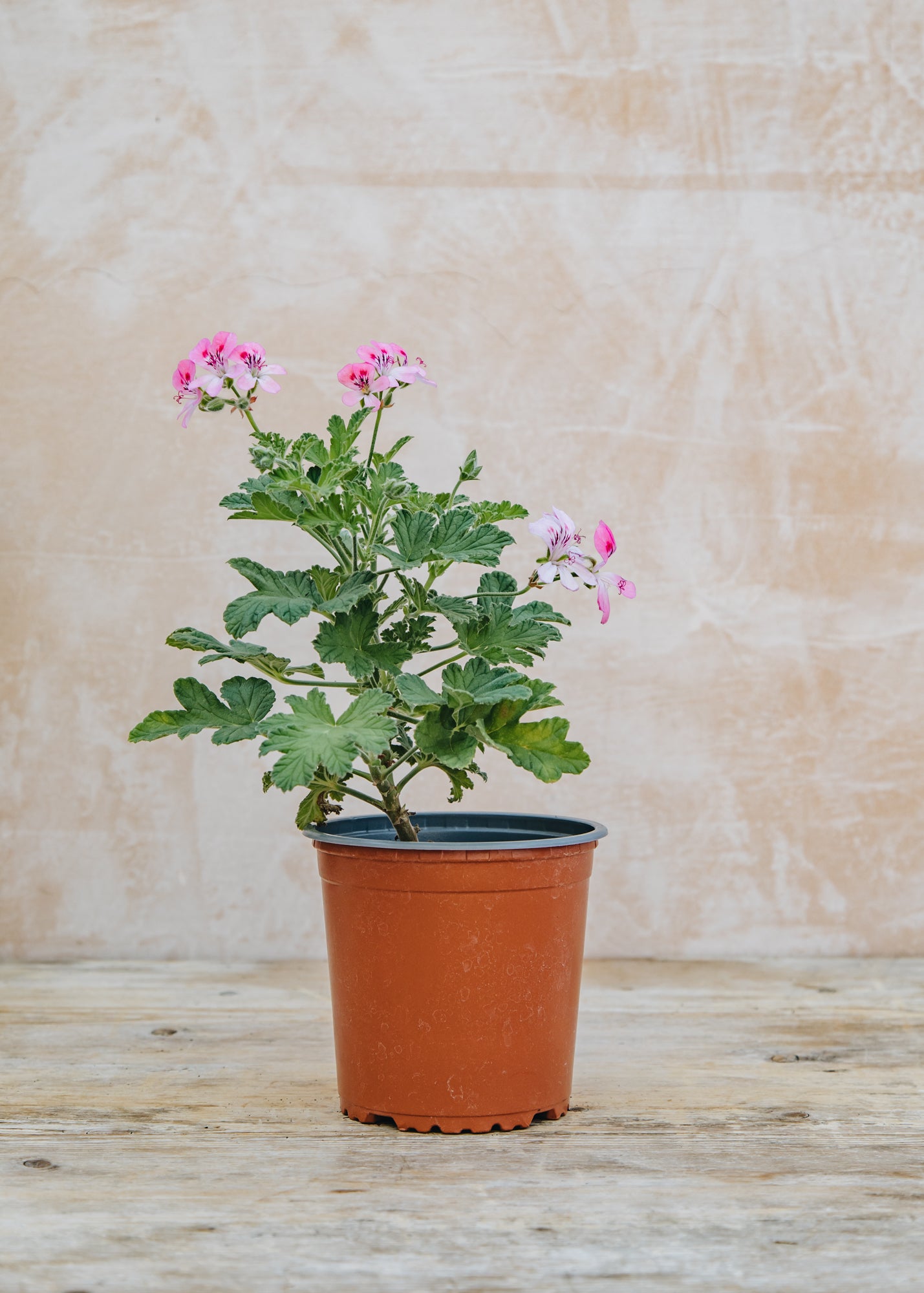 Fibrex Pelargonium Sweet Mimosa