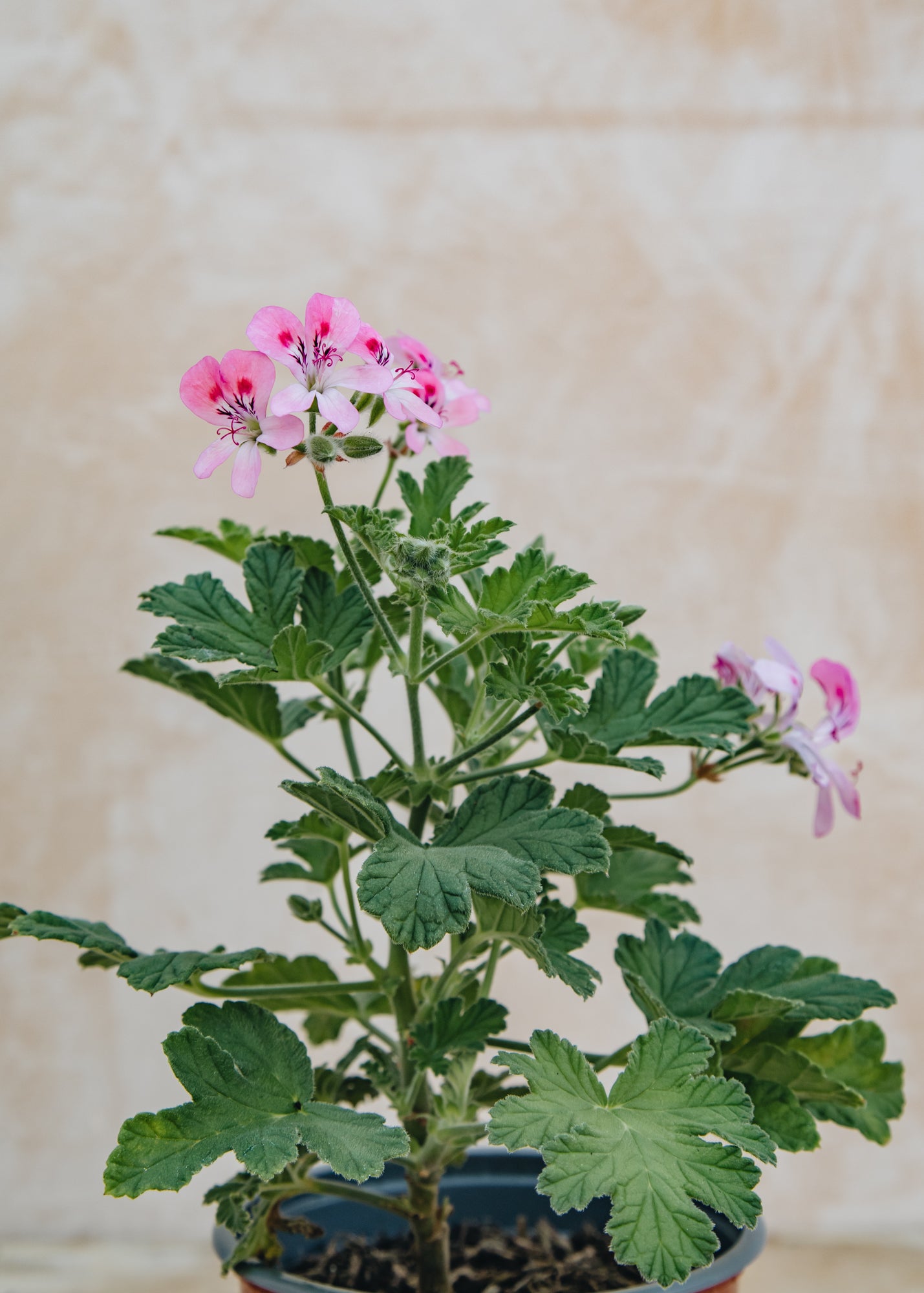 Fibrex Pelargonium Sweet Mimosa