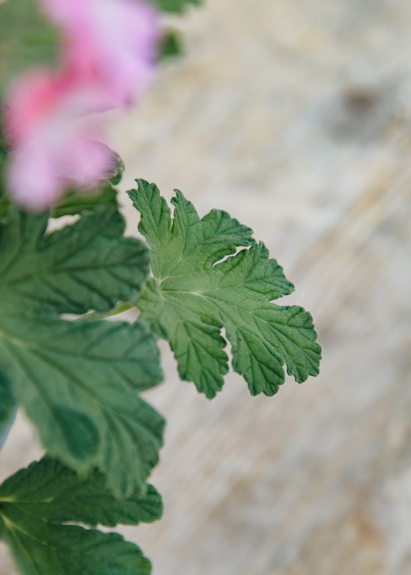 Fibrex Pelargonium Sweet Mimosa