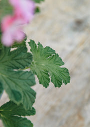 Fibrex Pelargonium Sweet Mimosa
