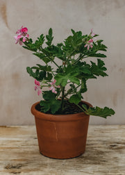 Pelargonium Sweet Mimosa in Terracotta Pot