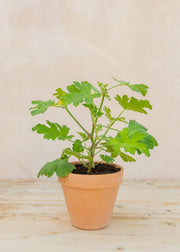 Pelargonium 'Sweet Mimosa' in Terracotta Pot