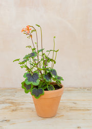 Pelargonium 'The Boar' in Terracotta Pot