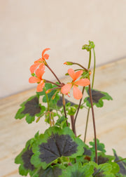 Fibrex Pelargonium 'The Boar' in Terracotta Pot