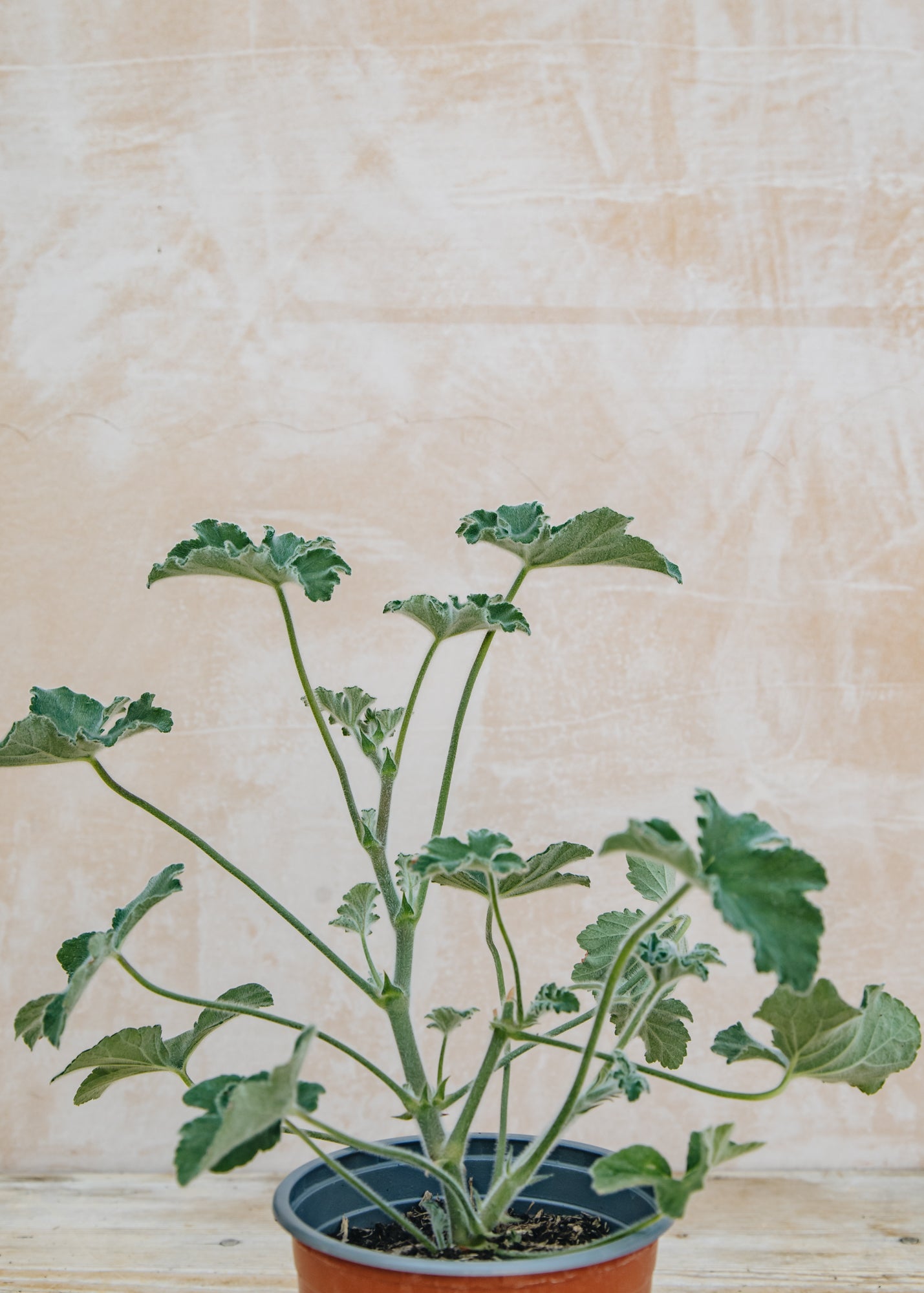 Fibrex Pelargonium Tomentosum
