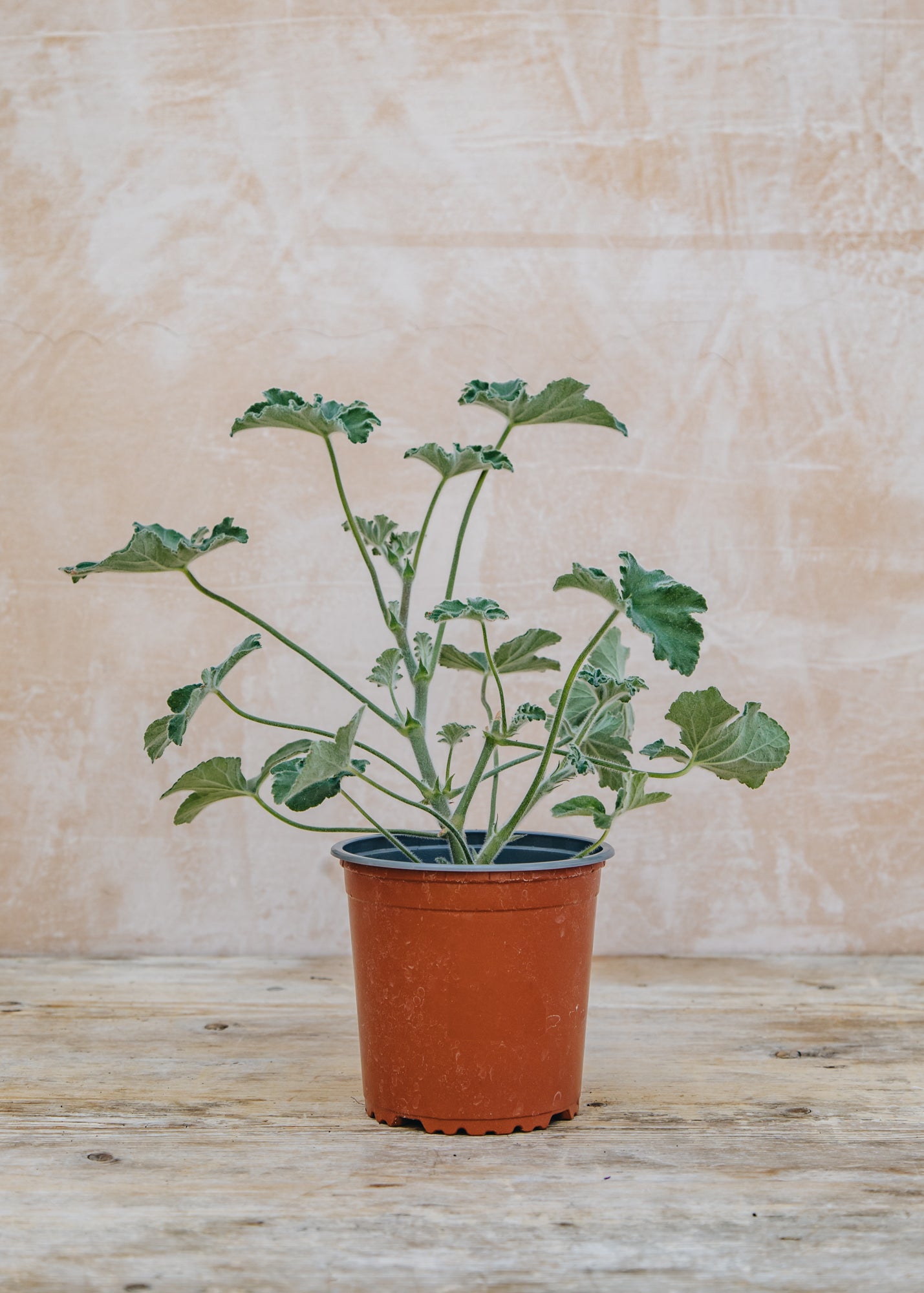 Fibrex Pelargonium Tomentosum