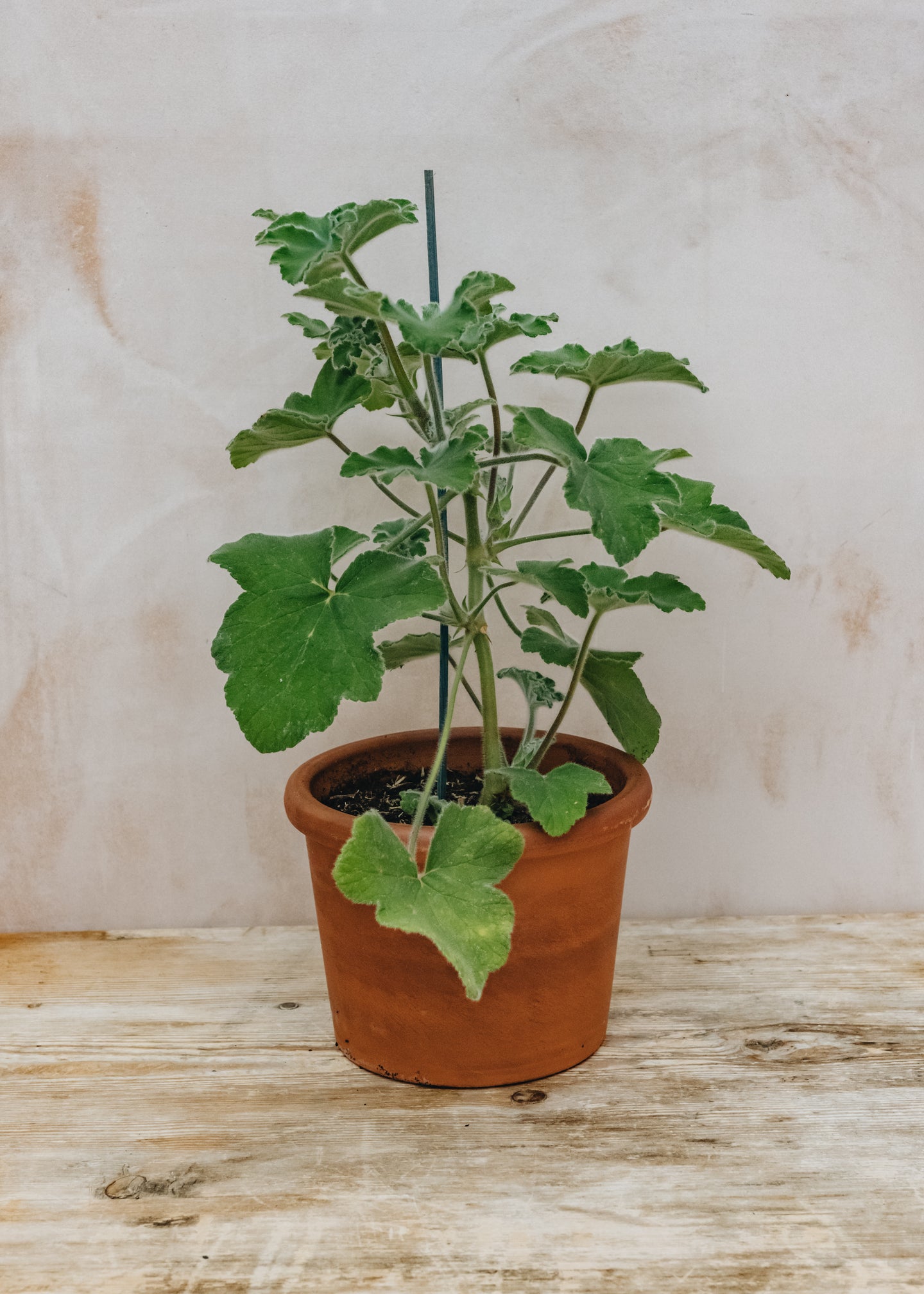 Pelargonium Tomentosum in Terracotta Pot