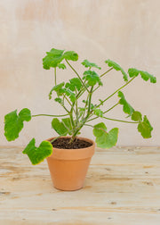 Pelargonium 'Tomentosum' in Terracotta Pot