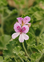 Fibrex Pelargonium 'Cola Bottles' (‘Torento’) in Terracotta Pot