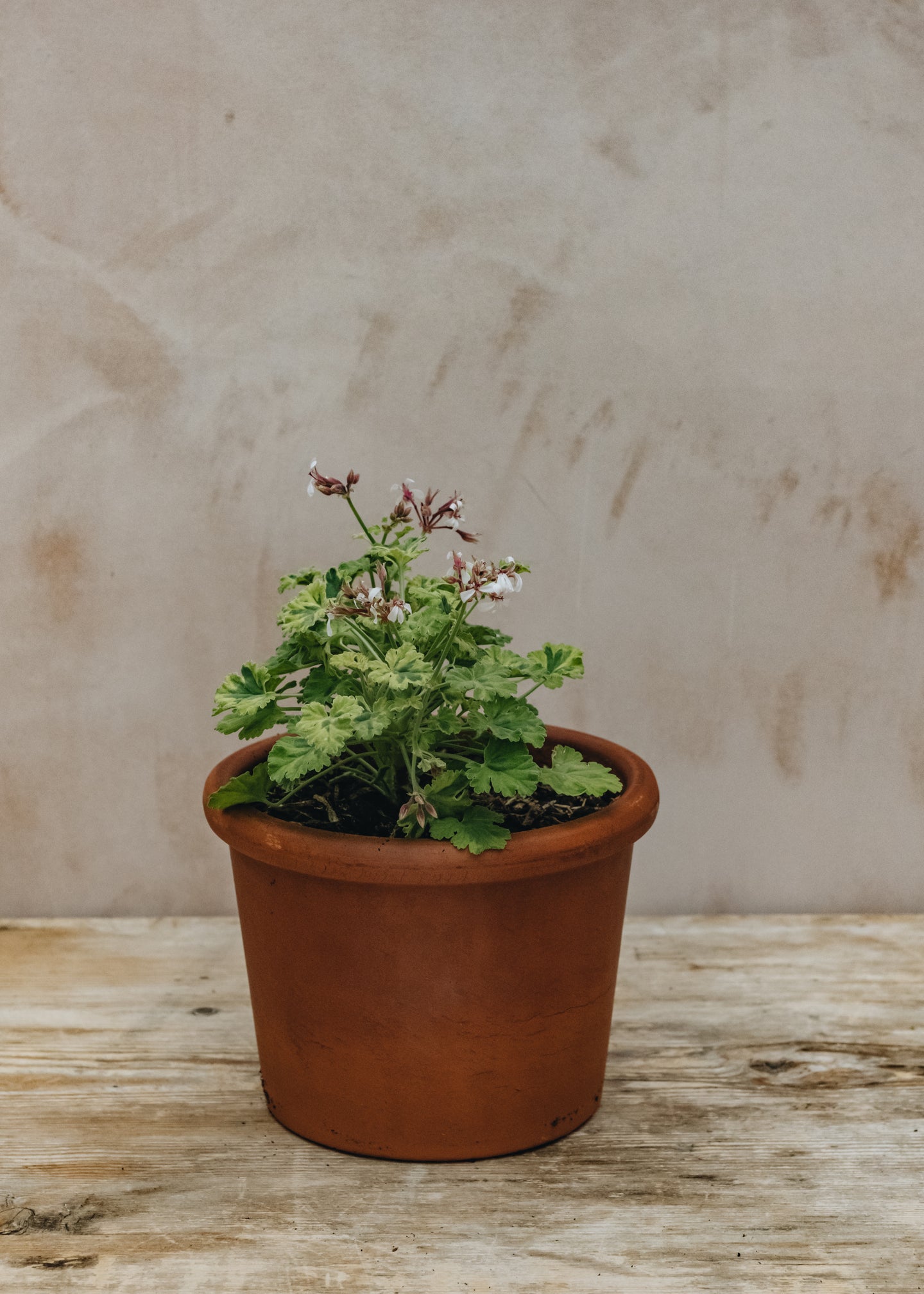 Pelargonium Variegated Fragrans in Terracotta Pot