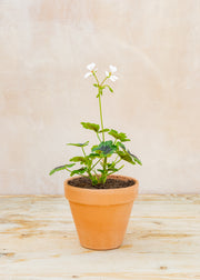 Pelargonium 'White Boar' in Terracotta Pot