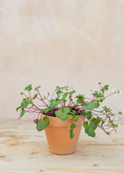Pelargonium australe 'Tasmanian Form' in Terracotta Pot