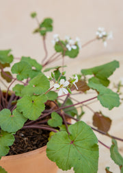 Fibrex Pelargonium australe 'Tasmanian Form' in Terracotta Pot