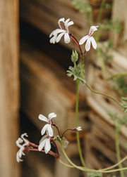 Fibrex Pelargonium abrotanifolium in Terracotta Pot