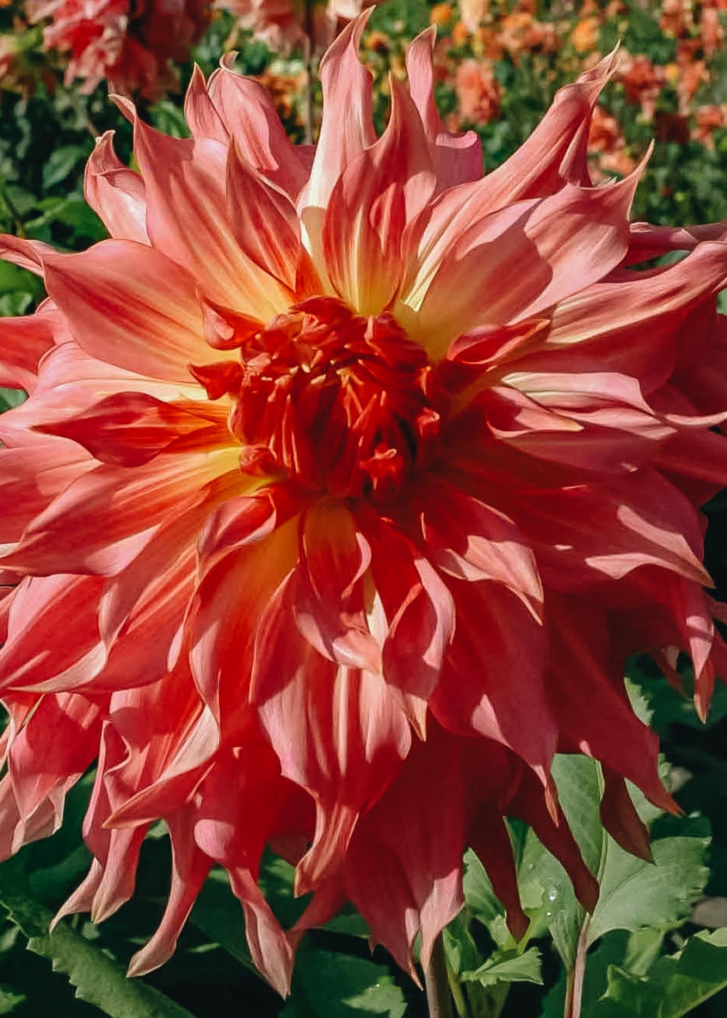 Taylors Bulbs Dahlia 'Penhill Watermelon' Tubers