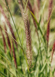 Pennisetum Pennisetum alopecuroides 'Green Magic', 5L