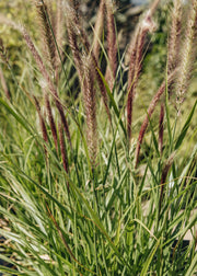 Pennisetum alopecuroides 'Green Magic', 5L