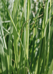 Pennisetum Black Arrow