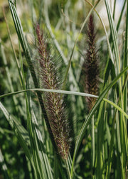 Pennisetum Black Arrow