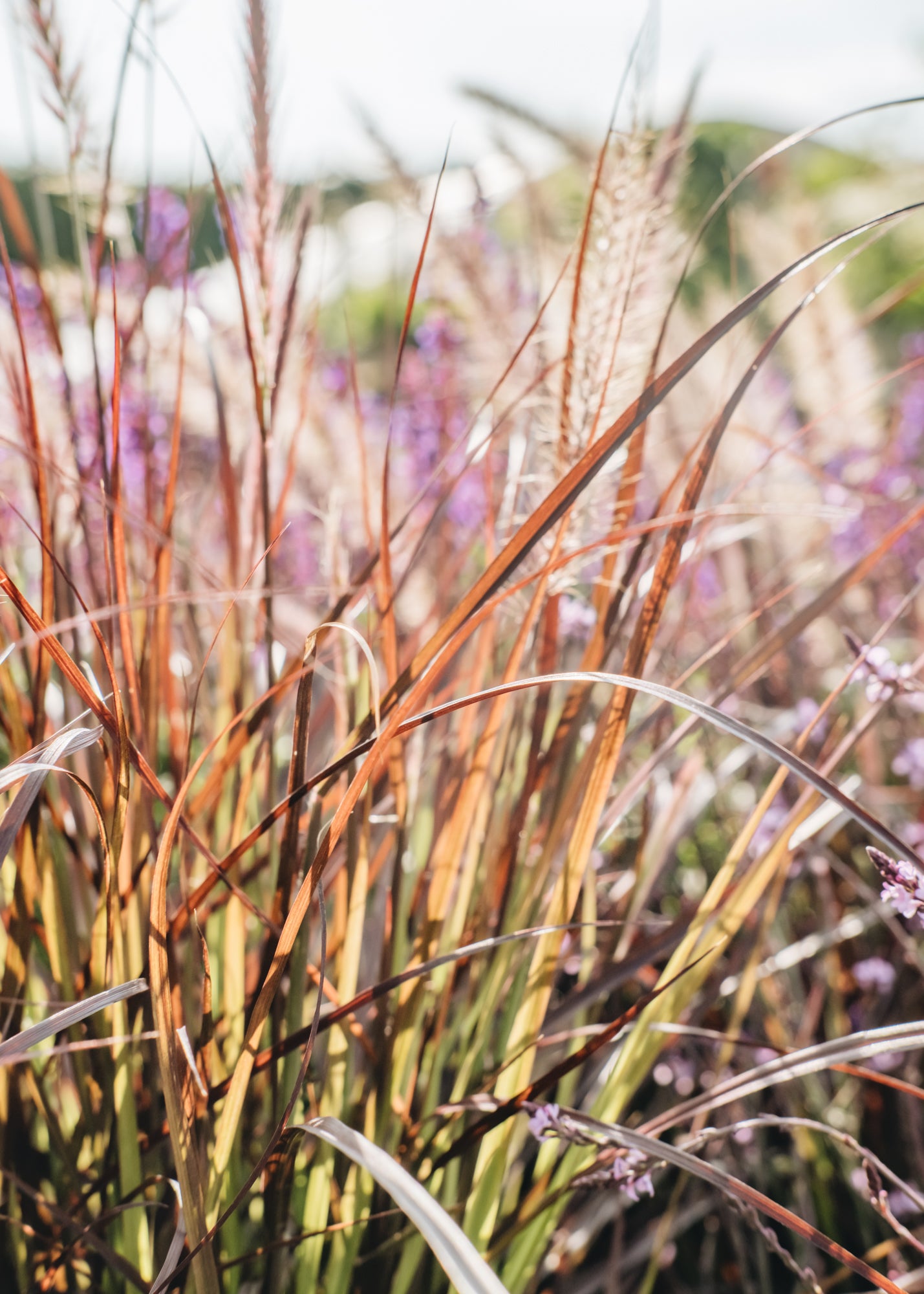 Pennisetum Pennisetum Rubrum, 3L