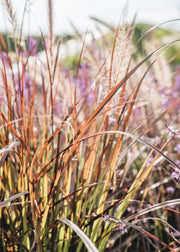 Pennisetum Pennisetum Rubrum, 3L