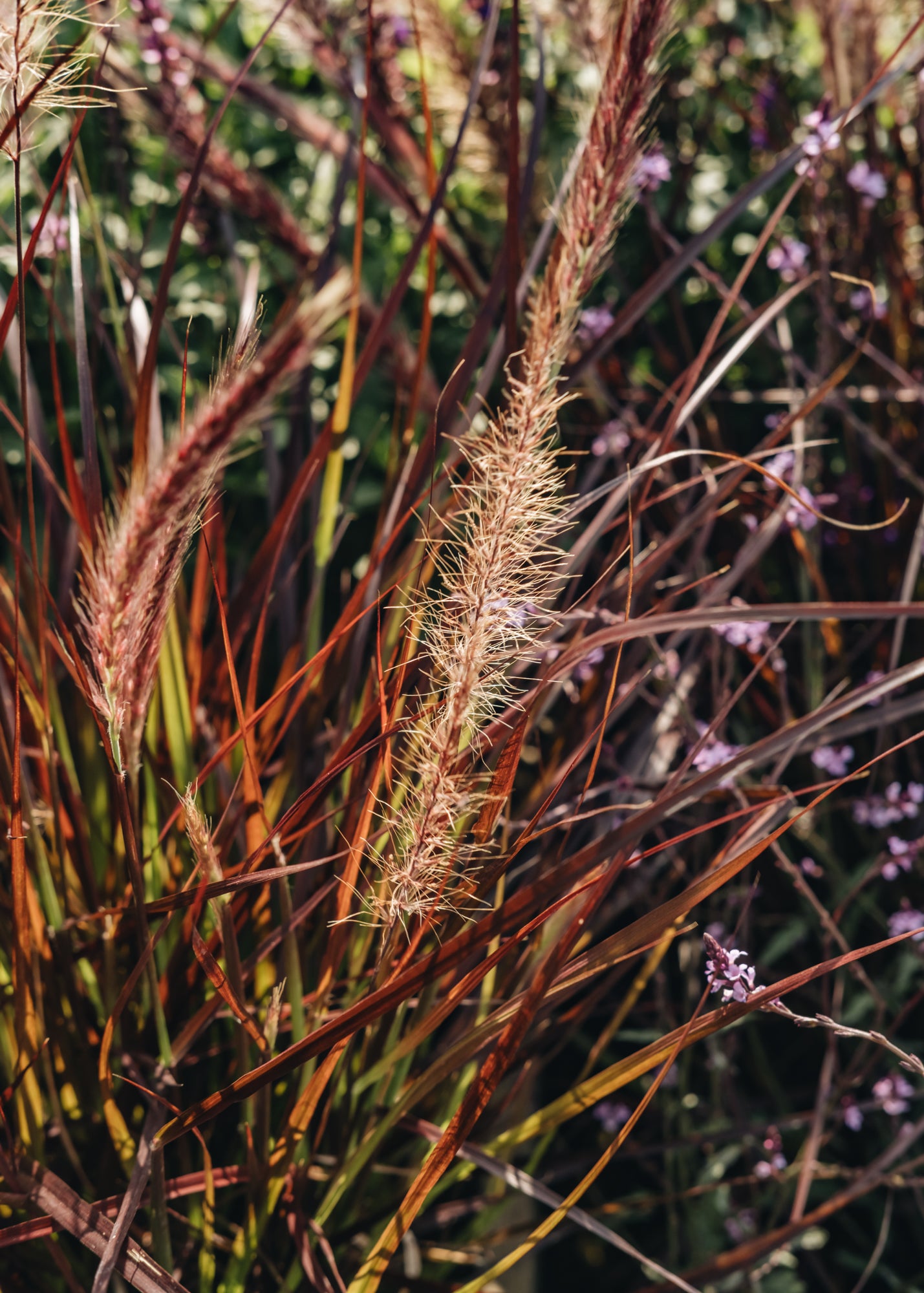 Pennisetum Pennisetum Rubrum, 3L