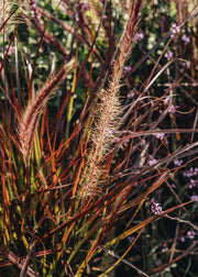 Pennisetum Pennisetum Rubrum, 3L