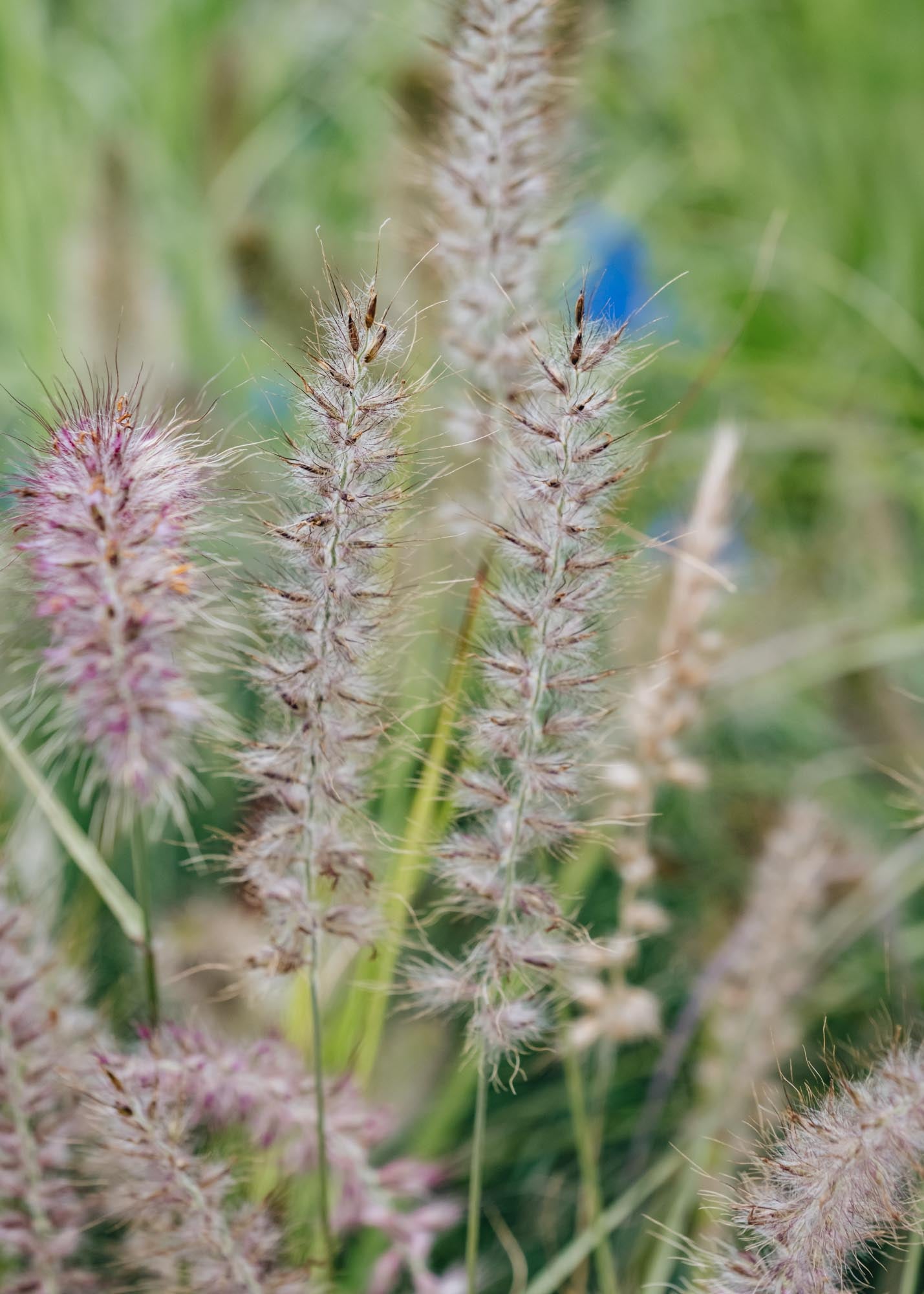 Pennisetum Shogun