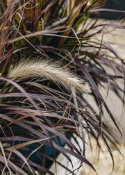 Pennisetum Pennisetum 'Tiny Tails', 3L