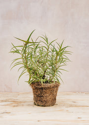 Hairy Pot Penstemon 'Garnet', 1L