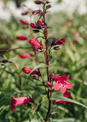 Penstemon 'Garnet', 1L