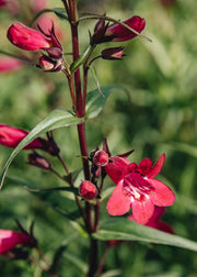 Hairy Pot Penstemon 'Garnet', 1L