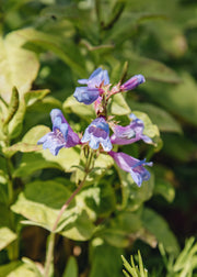 Penstemon Penstemon heterophyllus 'Heavenly Blue', 2L